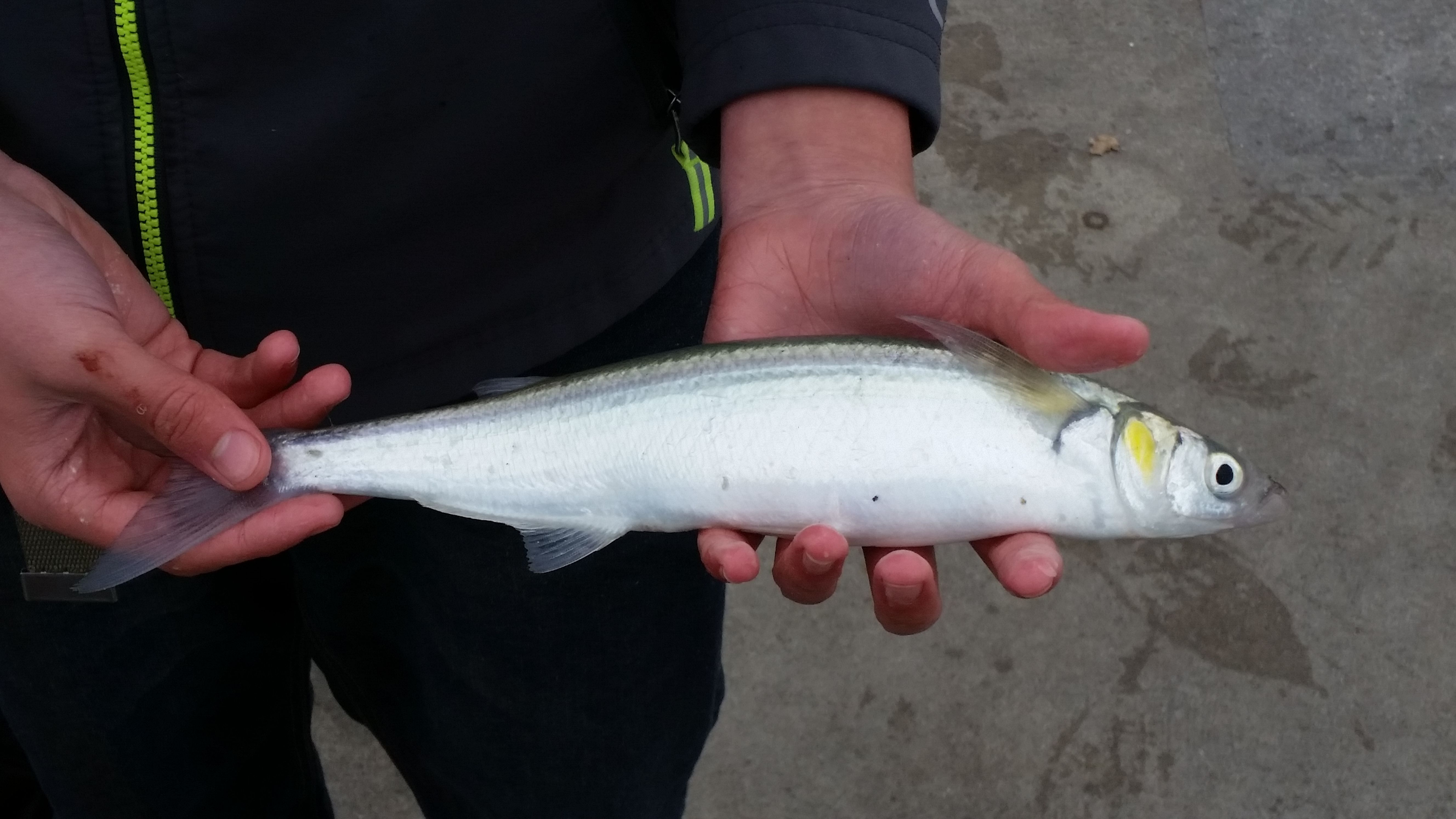 Jacksmelt Catch N' Cook! Recipe! — Steemit